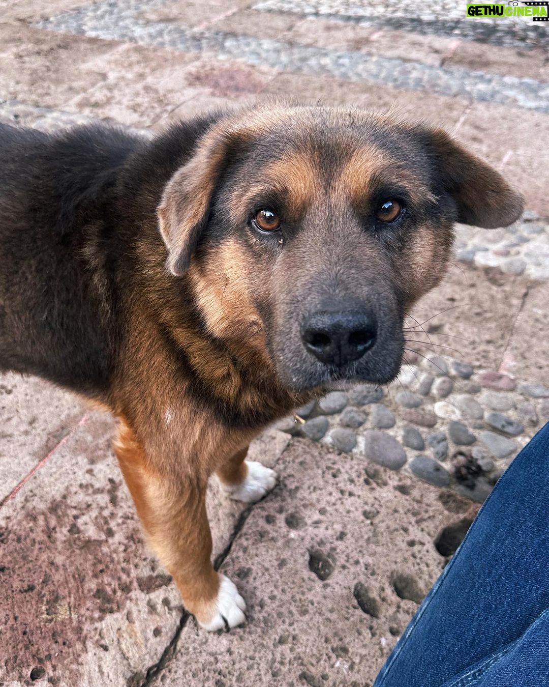 Isabella Tena Instagram - animals appreciation post βΊοΈπβ¨π«π₯π
