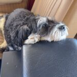 Jamie Chung Instagram – Ewok in my ‘74 Bronco. Baby #1