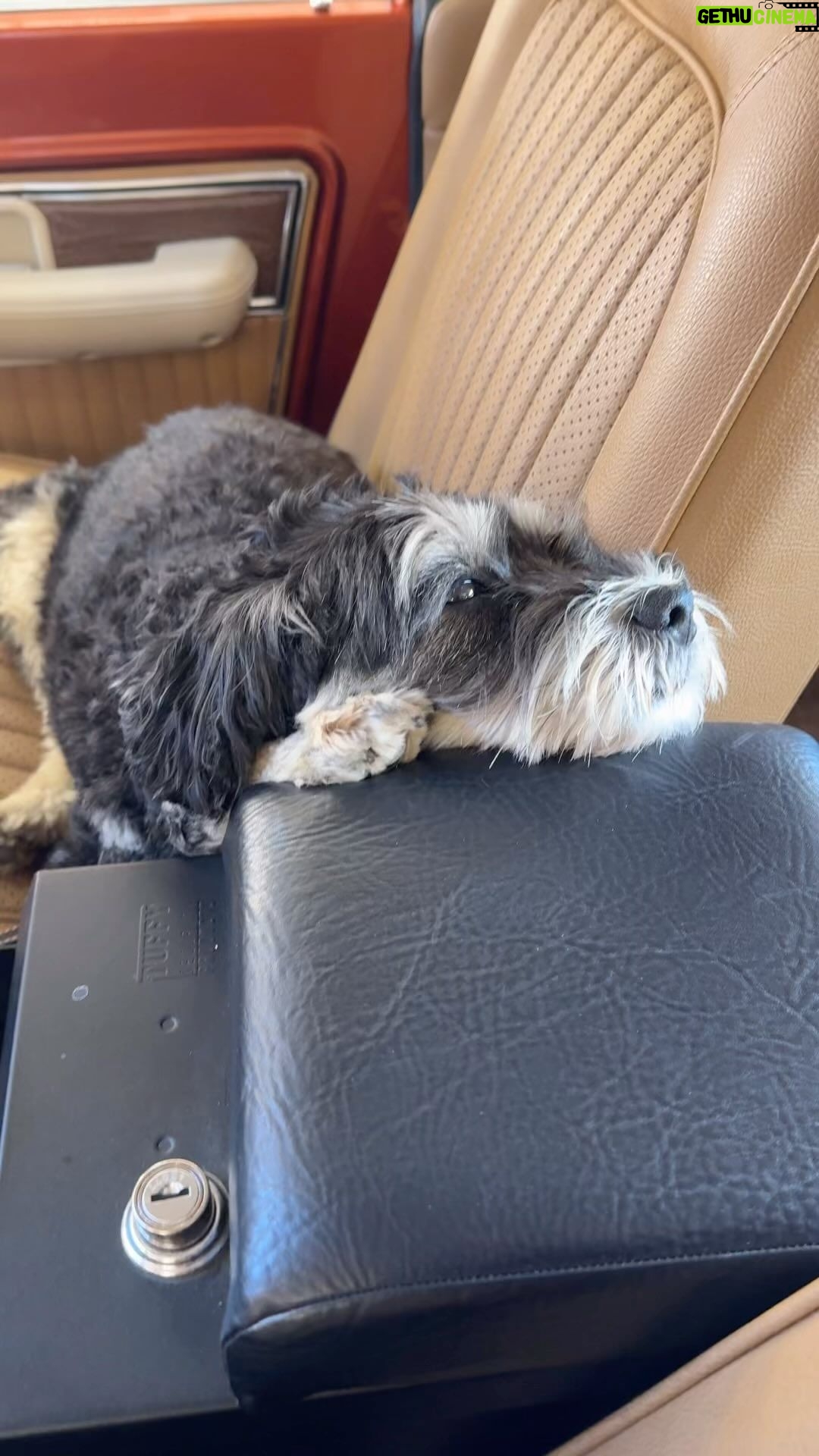 Jamie Chung Instagram - Ewok in my ‘74 Bronco. Baby #1