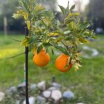 Jenna Fischer Instagram - Today is the day! We got our @sumocitrus tree two years ago and we have our first fruit! A pair of Sumos perfect for Valentine's Day! We were warned the first fruit may not be "store quality"...head over to stories to see how it went! Spoiler: They were awesome. We are sumo citrus growers!!! Thank you to everyone out there who wrote the Sumo folks and helped us get a tree! 🍊 Side note: Look at how green our orchard is thanks to all the rain this year. Both of these photos were taken in early February!