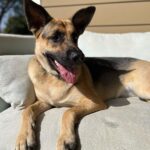 Jenna Fischer Instagram - Ears up! Happy Monday! Our almost 2 year old rescue pup Maggie who came to us via @wagsandwalks and @packpotential_