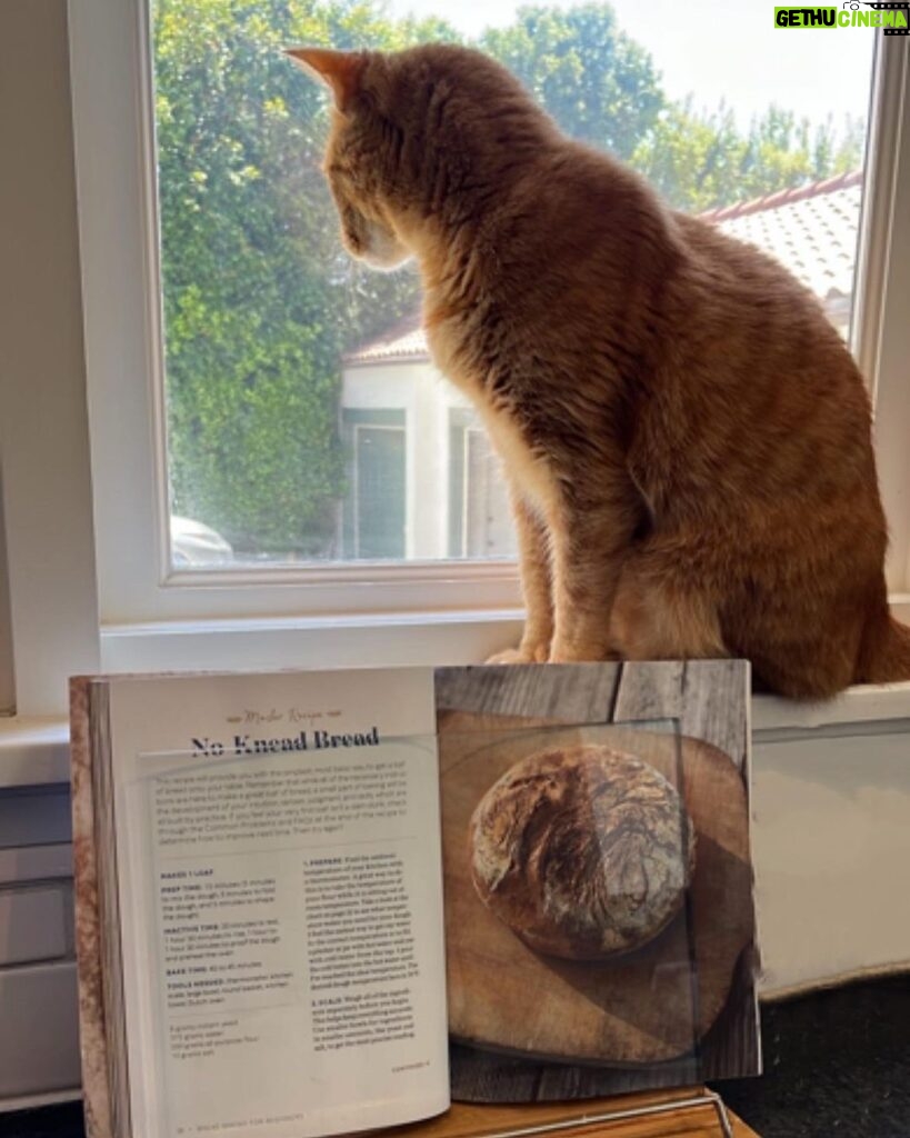 Jenna Fischer Instagram - Making bread. It’s been awhile so starting with a simple no-knead yeasted loaf. Head to stories for details…it’s already gotten out of hand. But I think we can pull it off. Cookbook: Bread Baking for Beginners by @alchemybread I’m still gluten free…baking for the family.