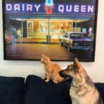 Jenna Fischer Instagram - Pets in close proximity to one another without fighting.