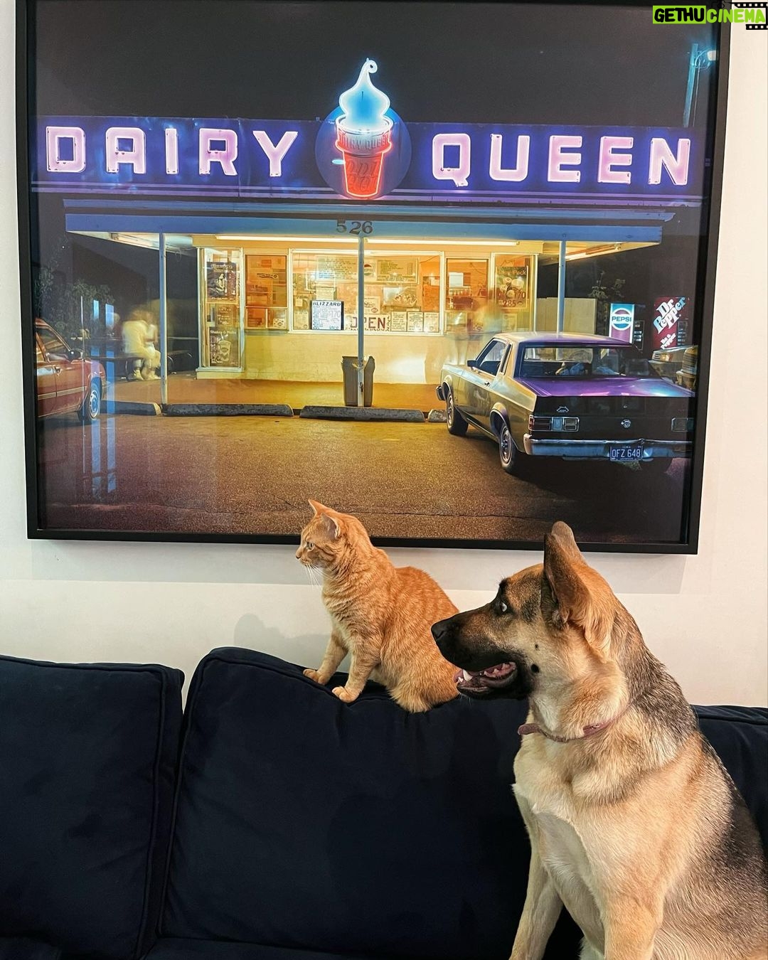 Jenna Fischer Instagram - Pets in close proximity to one another without fighting.