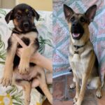 Jenna Fischer Instagram - Happy 1st Birthday Maggie! When @wagsandwalks sent us the photo on the left last February we were instantly obsessed with those smart rascally eyes. Maggie arrived as advertised: smart, funny, rascally, gentle and devoted. A great pup. Thank you @packpotential_ for fostering Maggie, her Mom and siblings so that this sweet gal could make her way to our family where we love her so much. (Sonny is maybe still not super thrilled. But swipe to see them making progress!)