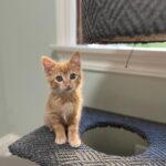 Jenna Fischer Instagram - Happy National Kitten Day! I’m fostering these three rascals and they are all available for adoption…just fill out an application @kittenrescuela First slide: Martha! She’s the smartest of the bunch but also the most shy around people. So she will need a patient and loving human. She was born outside with her litter mates but she is slowly getting used to the comforts of being a house cat. She will curl up and take a nap on your lap and she LOVES to play. We’ve nicknamed her The Lookout because she loves a window seat. This gal is looking to bond with her special person. She’s such a sweet kitty. Next up: George! We call him The Mayor of Kittentown. This guy decided very early on that pets and snuggles were the best thing ever. He loves to purr and play and eat (he’s always the first and last at the food bowl. Haha.) He also loves kids and was most curious/brave about meeting Sonny (although Sonny shut that meet and greet down pretty quickly.) George walks with a swagger that is so endearing. Maybe it’s just his kitten belly, maybe it’s goofy confidence. He’s a standout kitty. Last but not Least: Betsy! Aka The Floof. This medium-haired beauty LOVES TO PLAY SERIOUSLY SHE LOVES IT! I’m talking flips and jumps and she might be a good contender for Kitty Cirque du Soleil. She also loves naps on laps and butt scratches. And she loves her sister Martha very much. (Are you looking for two orange gals?) Betsy also has a very loud purr that will melt your heart.