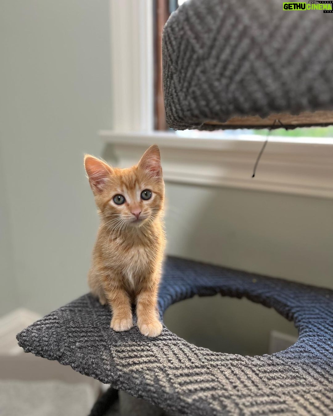 Jenna Fischer Instagram - Happy National Kitten Day! I’m fostering these three rascals and they are all available for adoption…just fill out an application @kittenrescuela First slide: Martha! She’s the smartest of the bunch but also the most shy around people. So she will need a patient and loving human. She was born outside with her litter mates but she is slowly getting used to the comforts of being a house cat. She will curl up and take a nap on your lap and she LOVES to play. We’ve nicknamed her The Lookout because she loves a window seat. This gal is looking to bond with her special person. She’s such a sweet kitty. Next up: George! We call him The Mayor of Kittentown. This guy decided very early on that pets and snuggles were the best thing ever. He loves to purr and play and eat (he’s always the first and last at the food bowl. Haha.) He also loves kids and was most curious/brave about meeting Sonny (although Sonny shut that meet and greet down pretty quickly.) George walks with a swagger that is so endearing. Maybe it’s just his kitten belly, maybe it’s goofy confidence. He’s a standout kitty. Last but not Least: Betsy! Aka The Floof. This medium-haired beauty LOVES TO PLAY SERIOUSLY SHE LOVES IT! I’m talking flips and jumps and she might be a good contender for Kitty Cirque du Soleil. She also loves naps on laps and butt scratches. And she loves her sister Martha very much. (Are you looking for two orange gals?) Betsy also has a very loud purr that will melt your heart.