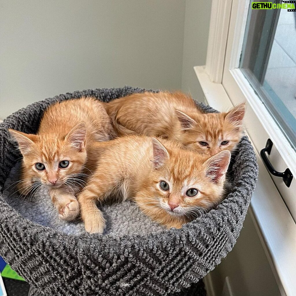 Jenna Fischer Instagram - I’m back in the fostering game. Meet George, Martha and Betsy! These little rascals will be ready for adoption in about two weeks. You can put in an application @kittenrescuela They were found outside but are socializing well…George would like to know when the next meal is and he keeps a very tidy litter box, Betsy likes to PLAY ALL THE TIME PLEASE, and Martha is determined to conquer my husband’s slipper. It’s a cuteness overload.