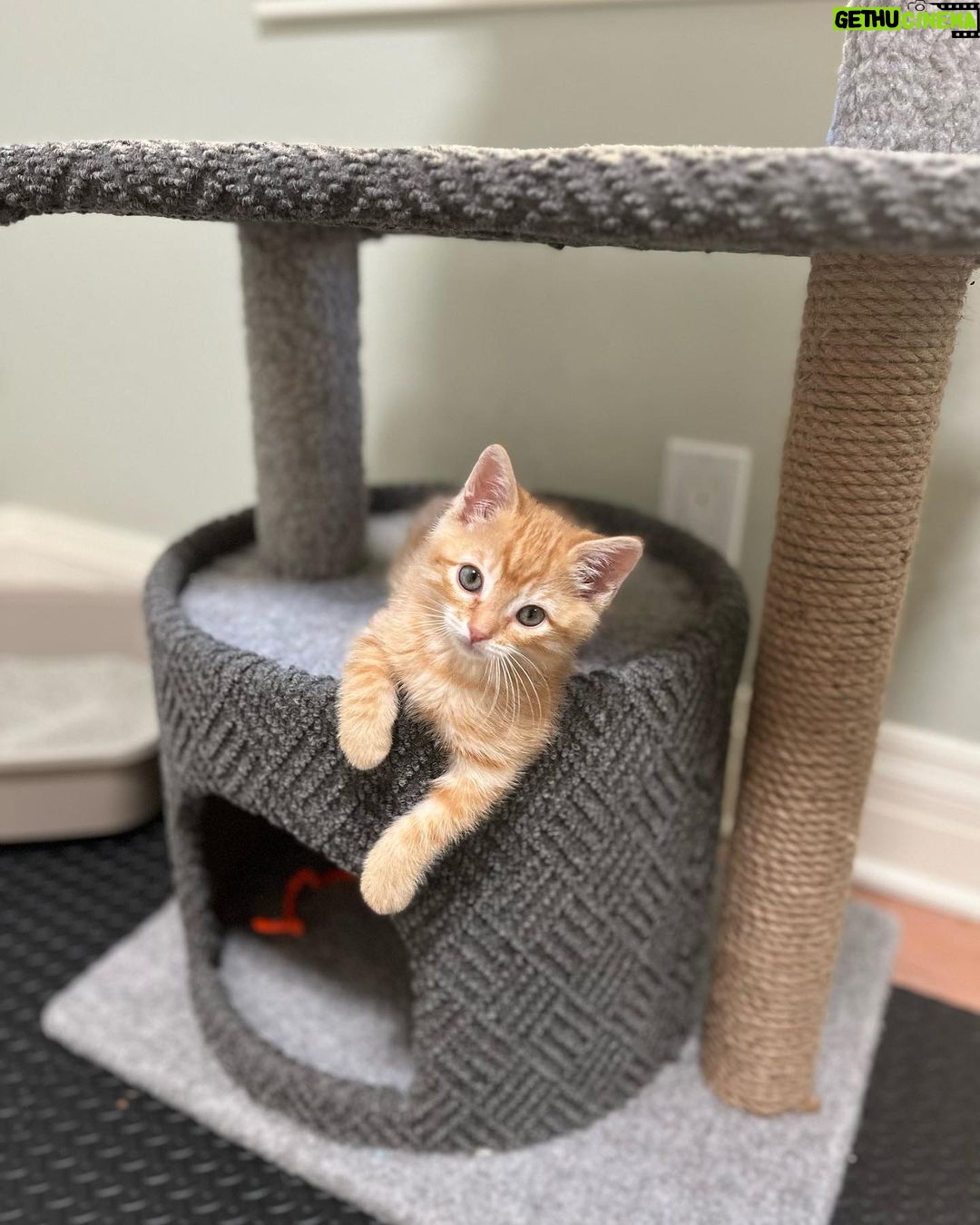 Jenna Fischer Instagram - Happy National Kitten Day! I’m fostering these three rascals and they are all available for adoption…just fill out an application @kittenrescuela First slide: Martha! She’s the smartest of the bunch but also the most shy around people. So she will need a patient and loving human. She was born outside with her litter mates but she is slowly getting used to the comforts of being a house cat. She will curl up and take a nap on your lap and she LOVES to play. We’ve nicknamed her The Lookout because she loves a window seat. This gal is looking to bond with her special person. She’s such a sweet kitty. Next up: George! We call him The Mayor of Kittentown. This guy decided very early on that pets and snuggles were the best thing ever. He loves to purr and play and eat (he’s always the first and last at the food bowl. Haha.) He also loves kids and was most curious/brave about meeting Sonny (although Sonny shut that meet and greet down pretty quickly.) George walks with a swagger that is so endearing. Maybe it’s just his kitten belly, maybe it’s goofy confidence. He’s a standout kitty. Last but not Least: Betsy! Aka The Floof. This medium-haired beauty LOVES TO PLAY SERIOUSLY SHE LOVES IT! I’m talking flips and jumps and she might be a good contender for Kitty Cirque du Soleil. She also loves naps on laps and butt scratches. And she loves her sister Martha very much. (Are you looking for two orange gals?) Betsy also has a very loud purr that will melt your heart.