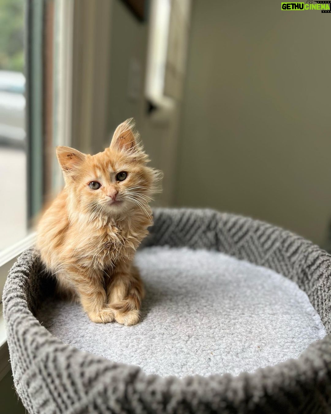 Jenna Fischer Instagram - Happy National Kitten Day! I’m fostering these three rascals and they are all available for adoption…just fill out an application @kittenrescuela First slide: Martha! She’s the smartest of the bunch but also the most shy around people. So she will need a patient and loving human. She was born outside with her litter mates but she is slowly getting used to the comforts of being a house cat. She will curl up and take a nap on your lap and she LOVES to play. We’ve nicknamed her The Lookout because she loves a window seat. This gal is looking to bond with her special person. She’s such a sweet kitty. Next up: George! We call him The Mayor of Kittentown. This guy decided very early on that pets and snuggles were the best thing ever. He loves to purr and play and eat (he’s always the first and last at the food bowl. Haha.) He also loves kids and was most curious/brave about meeting Sonny (although Sonny shut that meet and greet down pretty quickly.) George walks with a swagger that is so endearing. Maybe it’s just his kitten belly, maybe it’s goofy confidence. He’s a standout kitty. Last but not Least: Betsy! Aka The Floof. This medium-haired beauty LOVES TO PLAY SERIOUSLY SHE LOVES IT! I’m talking flips and jumps and she might be a good contender for Kitty Cirque du Soleil. She also loves naps on laps and butt scratches. And she loves her sister Martha very much. (Are you looking for two orange gals?) Betsy also has a very loud purr that will melt your heart.