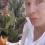 Jennie Garth Instagram - A little game I like to play. NAME THAT PLANT. They never know 🤣🥰👊🏻 🖤JG #sunday #sundayfunday #gsn #iykyk