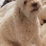 Jennie Garth Instagram - When you LITERALLY don’t recognize your dog when you pick them up from the groomer!! 😲🫣 Still love you Sandy Girl💕 * #dog #groomerfail #whosdogisthis