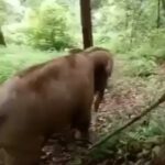 Jennifer Coolidge Instagram - How can anybody not celebrate an elephant? How great is this? 🐘