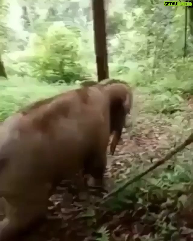 Jennifer Coolidge Instagram - How can anybody not celebrate an elephant? How great is this? 🐘