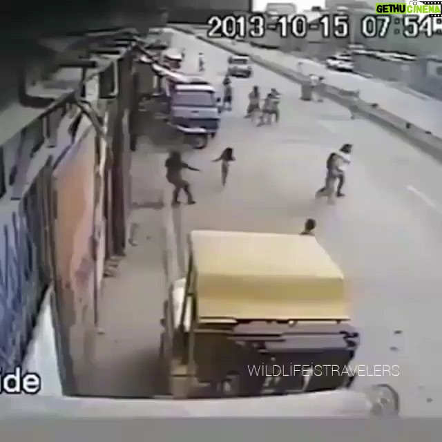 Jennifer Coolidge Instagram - Has everyone seen this? A dog goes back into a building to collect his best friend during an earthquake πΆπΆπβ€οΈ