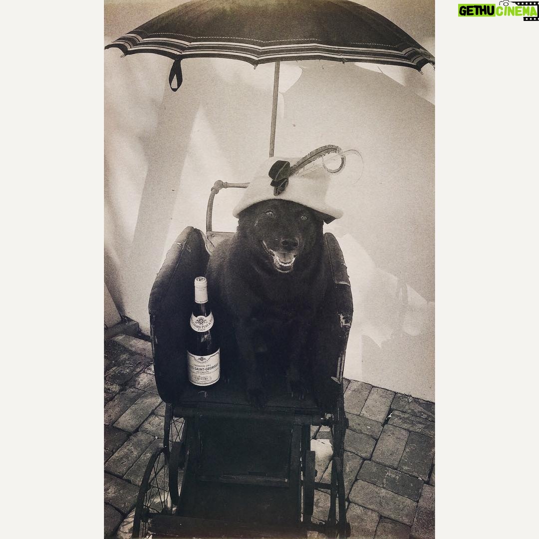 Jennifer Coolidge Instagram - Every Sunday, my dog gets out the red burgundy the minute church is over ❤️