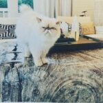 Jenny McCarthy-Wahlberg Instagram – My girlfriend’s precious kitty is missing. If you live in or near the Oak Hill area of Nashville, please share this. She is devastated. Thank you so so much 🙏🏻❤️ #OakHill #Nashville #missingcat