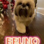 Jenny McCarthy-Wahlberg Instagram - Bitches beware. #Bruno #shihtzu #dogsofinstagram #dogs #shihtzusofinstagram #shihtzulovers