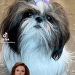 Jenny McCarthy-Wahlberg Instagram - Some people collect designer shoes. I prefer shih-tzus. #dogsofinstagram 🐶 #shihtzu #shihtzusofinstagram #shihtzulovers #shihtzus