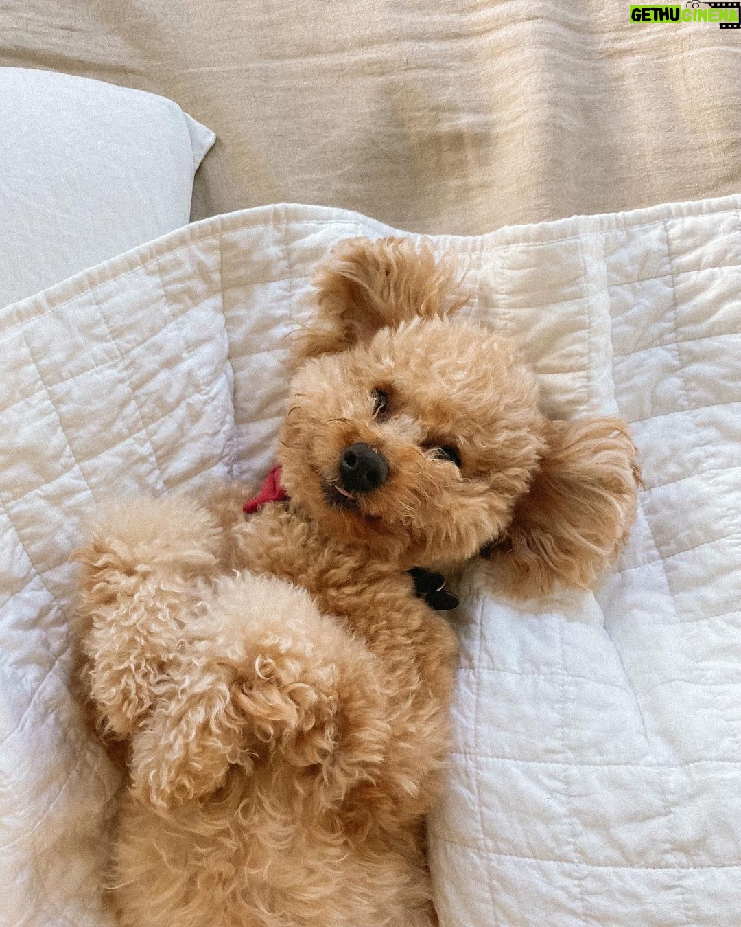 Jess Conte Instagram - today is 3 months since landing in aussie land π¦πΊ itβs been the best, most refreshing 3 months for us and although our time here is nearly over, we feel really rejuvenated and v excited to go back to our pup ππΆ cannot wait to reunite with him π₯² Brisbane, Queenland, Australia