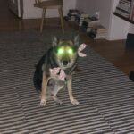 Jessica Barden Instagram - Hamlet has Sam from I am legend vibes 😩