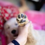 Jigyasa Singh Instagram – Hi from Sky 🐾♥️

#my1stinstagrampost 🐶