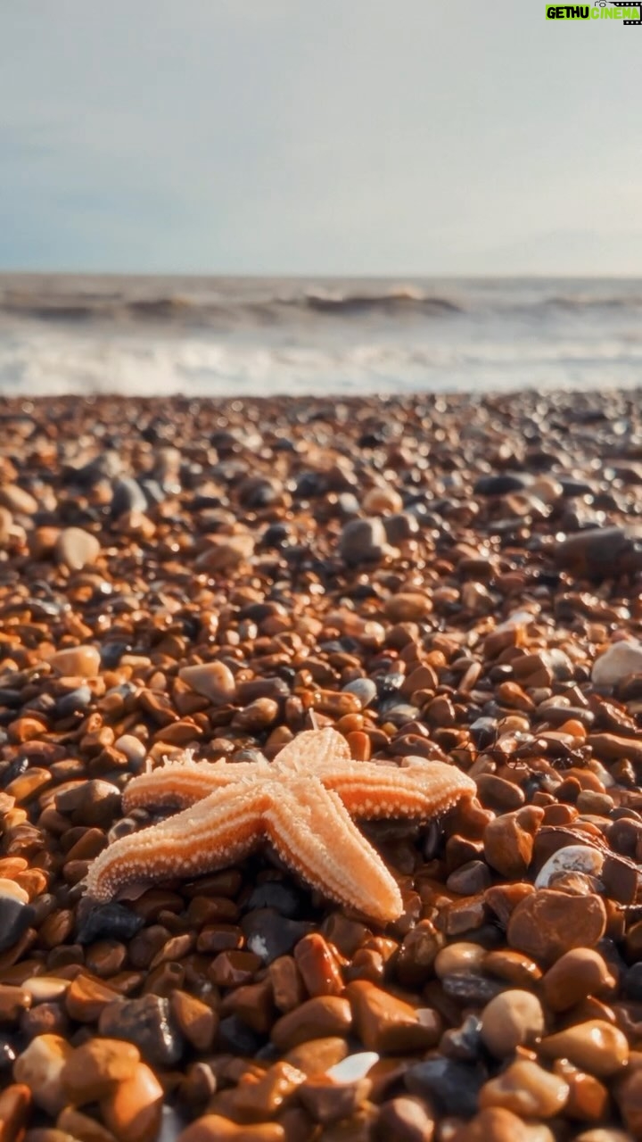 Joe Sugg Instagram - Good Friday beach walk. I wonder if the strong winds we had brought all these critters to the beach? So many starfish washed up. (I did frisbee them back into the sea to give them another chance but I think the tide was going out 😬🤦🏼♂️ )