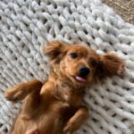 Julianne Hough Instagram - I now interrupt your daily scrolls for some much-needed Sunny content 🐶☀️