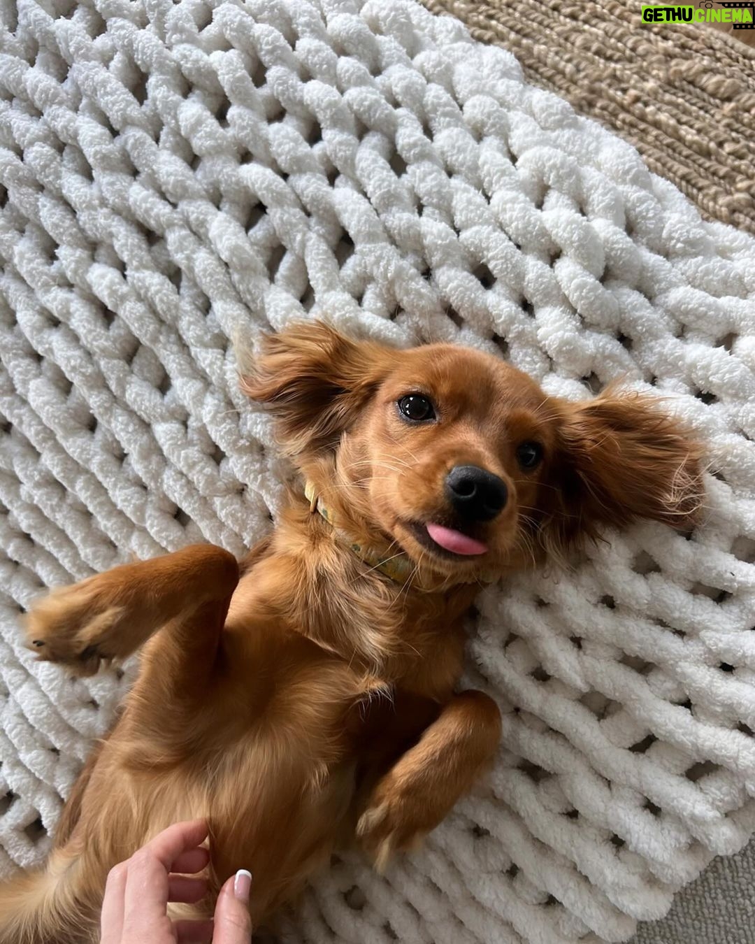 Julianne Hough Instagram - I now interrupt your daily scrolls for some much-needed Sunny content 🐶☀️