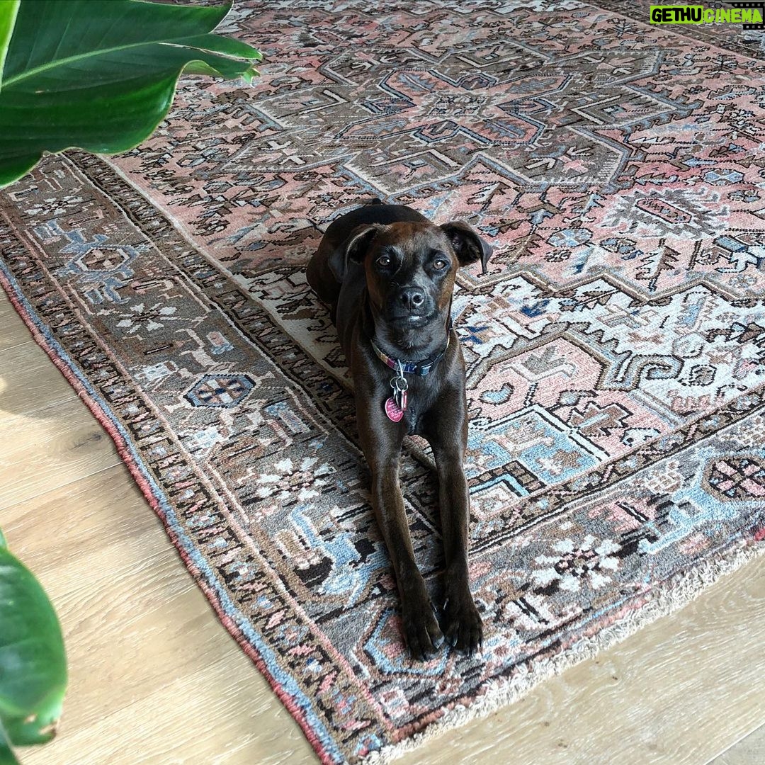 Kelly McCreary Instagram - I missed national dog day by... many days. But it’s never too late to celebrate this boss bitch. Woof. #MotowntheDog