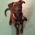 Kelly McCreary Instagram - Looks like Motown is the most photogenic member of the family. 🤷🏽‍♀️ #supermodelpup