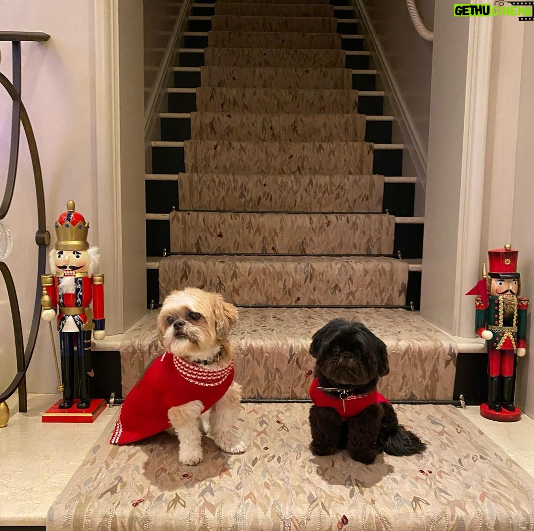 Kelly Ripa Instagram - Two nutcrackers and two ball busters 🎄🎄 #dogsofinstagram #chewie #lena
