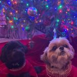 Kelly Ripa Instagram - As it turns out, holiday photo with dogs is just as challenging.🎄🐶🐶🎄#christmas #tree #dogsofinstagram