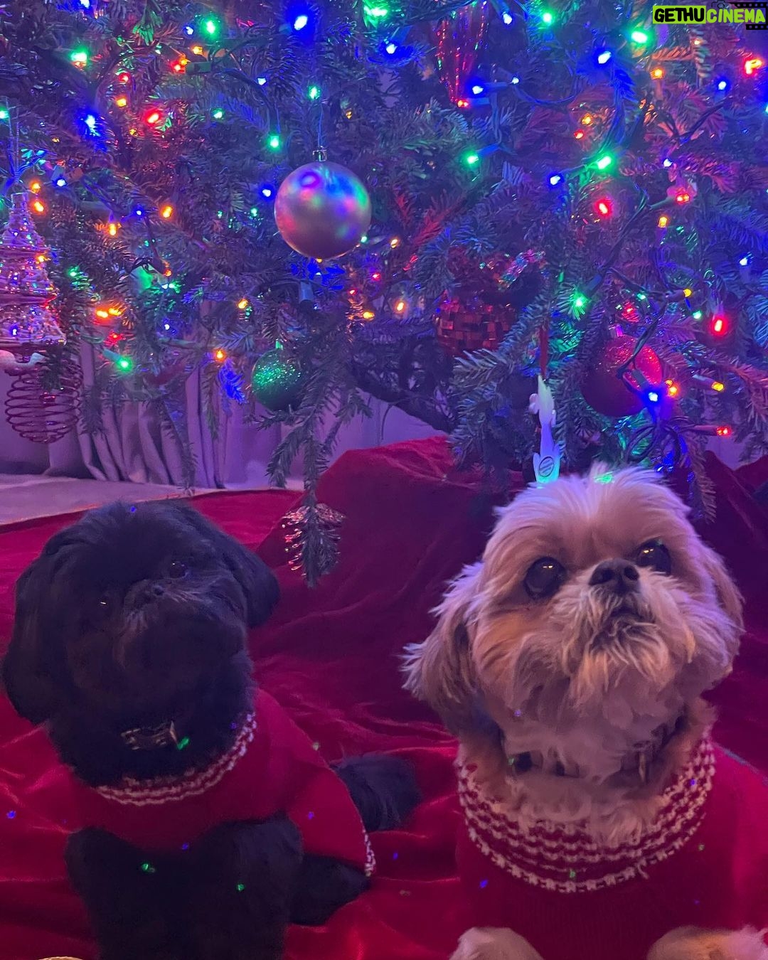 Kelly Ripa Instagram - As it turns out, holiday photo with dogs is just as challenging.ππΆπΆπ#christmas #tree #dogsofinstagram