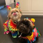 Kelly Ripa Instagram - Happy Halloween from Trick and Treat 🎉🎉👻👻🎃🎃🕷🕷💀💀🪅🪅