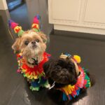 Kelly Ripa Instagram - Happy Halloween from Trick and Treat 🎉🎉👻👻🎃🎃🕷🕷💀💀🪅🪅