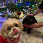 Kelly Ripa Instagram - Happy Holidays ya filthy animals! 🎄 Scenes from my attempted doggie photoshoot. We laughed. We cried. They peed. #chewie #lena