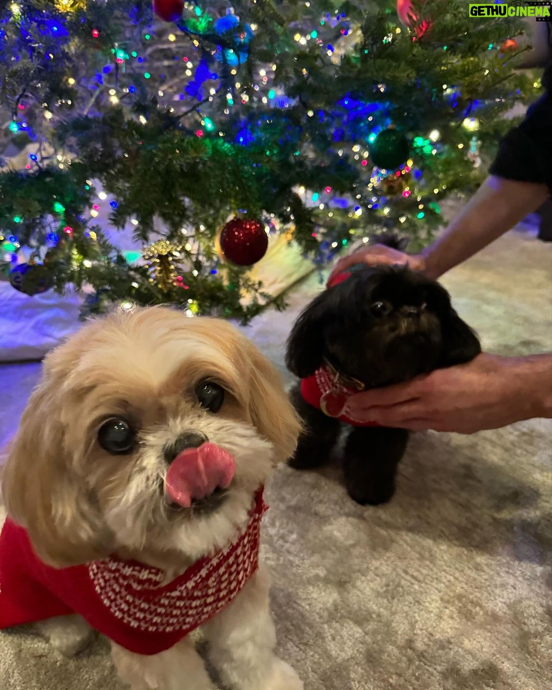 Kelly Ripa Instagram - Happy Holidays ya filthy animals! 🎄 Scenes from my attempted doggie photoshoot. We laughed. We cried. They peed. #chewie #lena