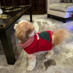 Kelly Ripa Instagram - Happy Holidays ya filthy animals! 🎄 Scenes from my attempted doggie photoshoot. We laughed. We cried. They peed. #chewie #lena