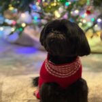 Kelly Ripa Instagram - Happy Holidays ya filthy animals! 🎄 Scenes from my attempted doggie photoshoot. We laughed. We cried. They peed. #chewie #lena