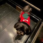 Kelly Ripa Instagram - Happy Holidays ya filthy animals! 🎄 Scenes from my attempted doggie photoshoot. We laughed. We cried. They peed. #chewie #lena