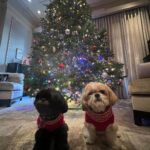 Kelly Ripa Instagram - Happy Holidays ya filthy animals! 🎄 Scenes from my attempted doggie photoshoot. We laughed. We cried. They peed. #chewie #lena