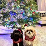 Kelly Ripa Instagram - Happy Holidays ya filthy animals! 🎄 Scenes from my attempted doggie photoshoot. We laughed. We cried. They peed. #chewie #lena