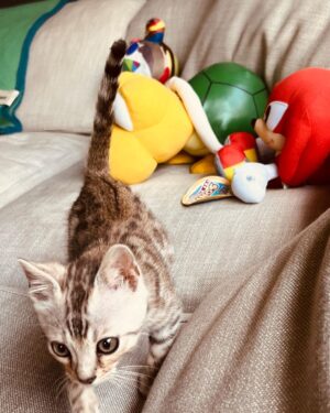 Kid Cudi Instagram - This is my new kitten, Sweets.  He's an awesome lil guy 🥹