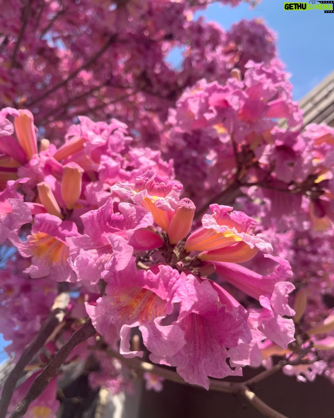 Kiko Mizuhara Instagram - άΛ*π ππΈπ Los Angeles, California