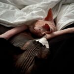 Kim Jin-woo Instagram - 같이살면 닮아간다는말 진짜네 #고양이 #스핑크스 #레이 #베이