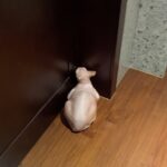 Kim Jin-woo Instagram – #worldcatday