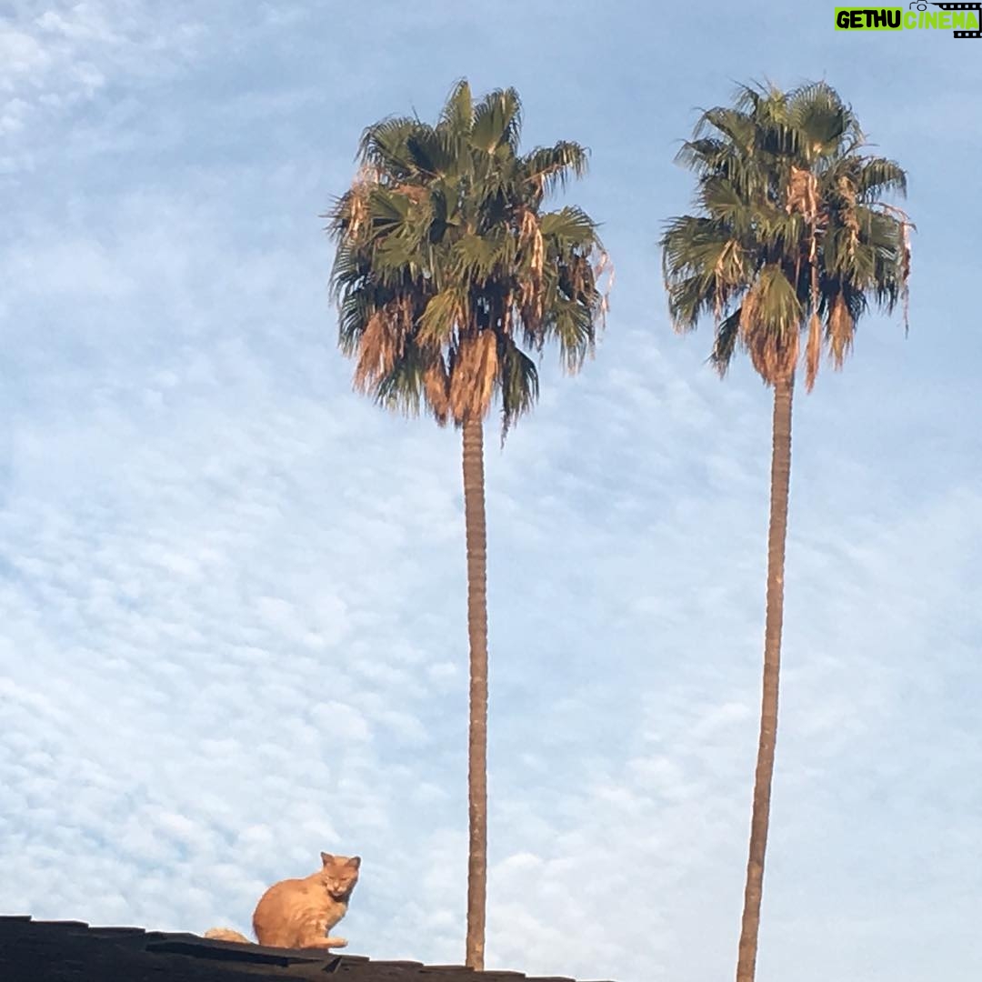 Kirsten Dunst Instagram - Happy Caturday! 🌴🐈🌴