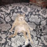 Kirsten Dunst Instagram – Happy #Caturday 🐈