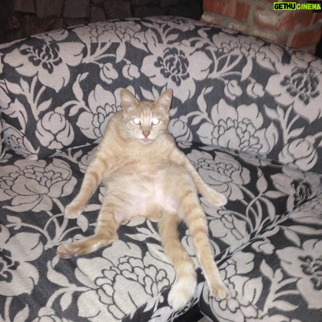 Kirsten Dunst Instagram - Happy #Caturday 🐈